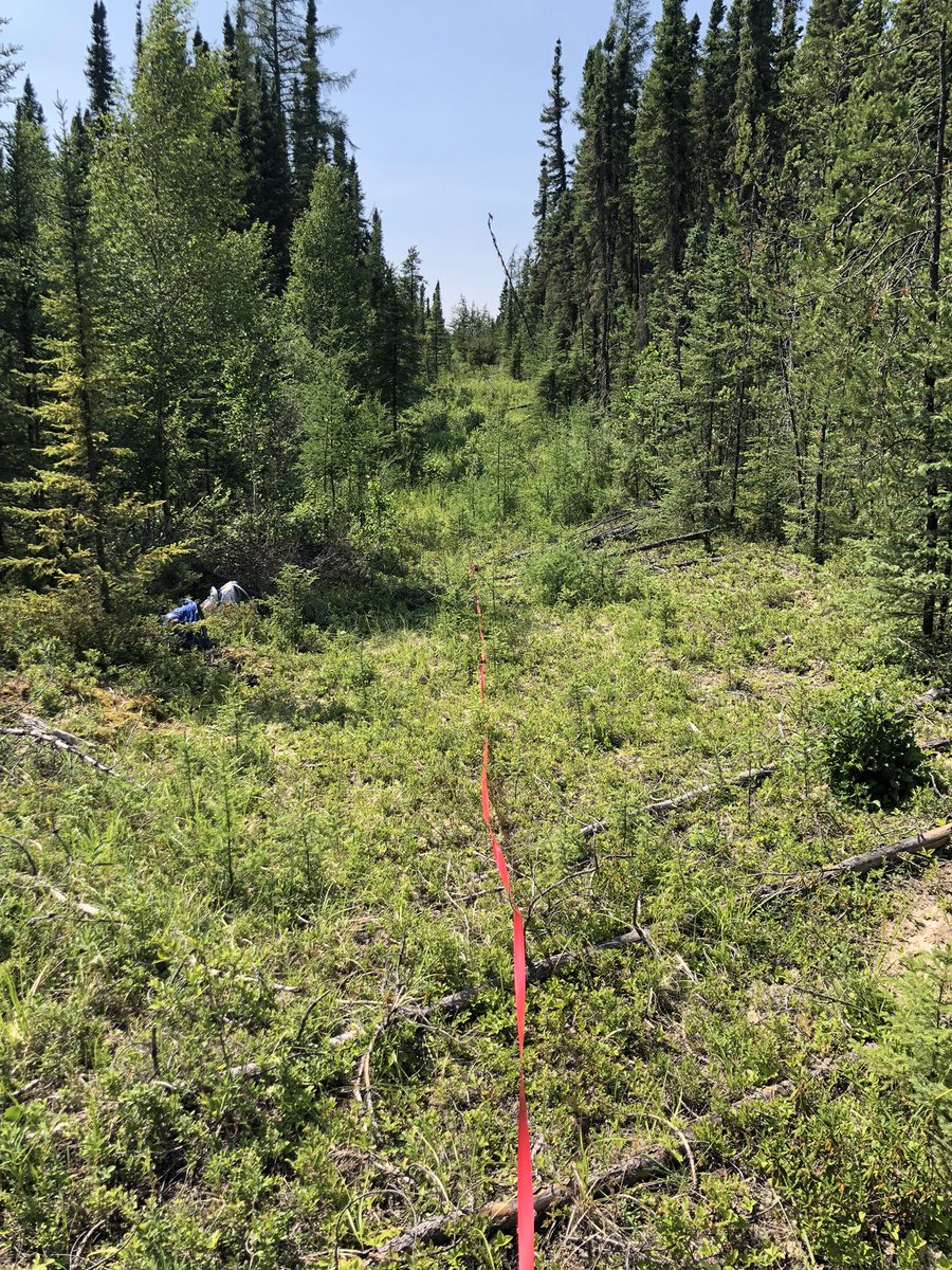 ColetteShellian's tweet photo. Exciting day of field work in our #helicopter access plots! https://t.co/k0qaWaGFte