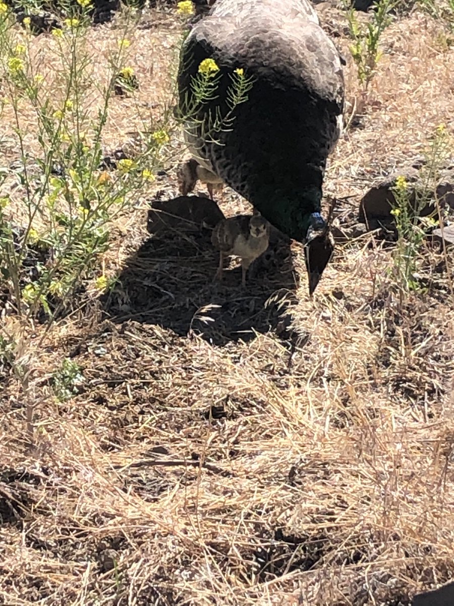 HomesteadwView's tweet image. Baby peafowl hanging out with mama