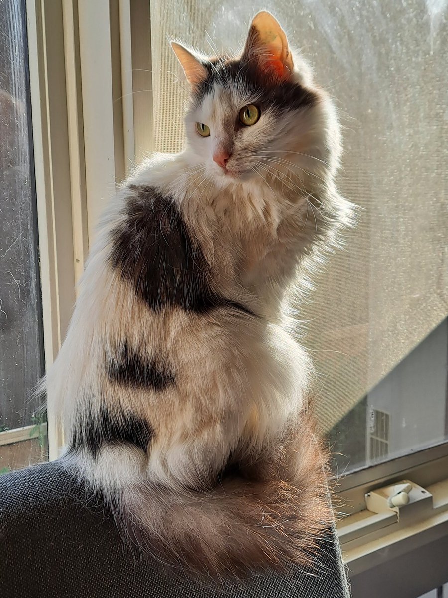 Not sure what has caught Rumpel's eye but he is loving this winter sunshine. You and me both.