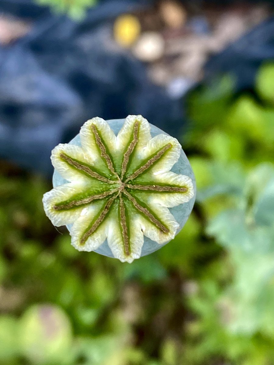 Symmetry atop a flowerbud 🌿

#FridayMotivation #wildflowers #TwitterNatureCommunity #naturelovers #NaturePhotography #NatureBeauty #outdoors #explore #Macro #macrophotography #Luv4Wilds @WorldofWilds #WaytoWild #photography #designtwitter #nature #outside #365DaysofWild #flower