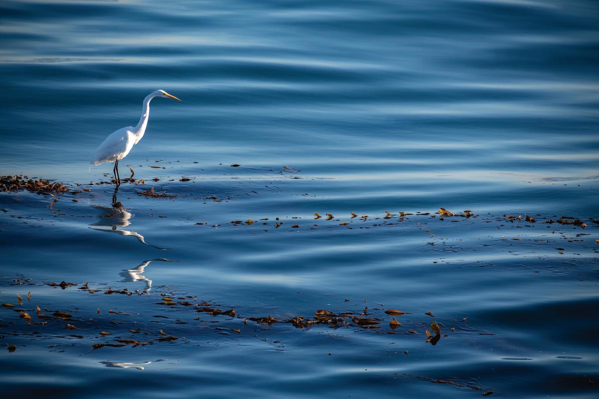 Monterey Bay Aquarium tweet media