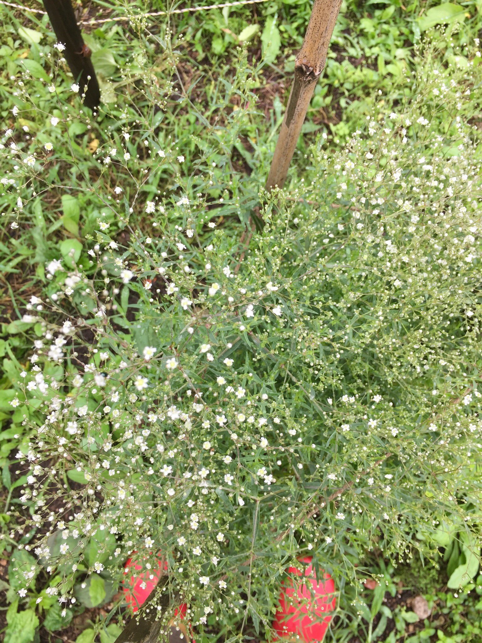 Yayoi M V Twitter かすみ草 去年の春にホームセンターで苗を見つけ多年草なんだぁ と買って畑に植えたけど花は咲かずじまい草まみれですっかり忘れていたけど 今年は育ってかわいい花を咲かせました 増えたりしたらいいな