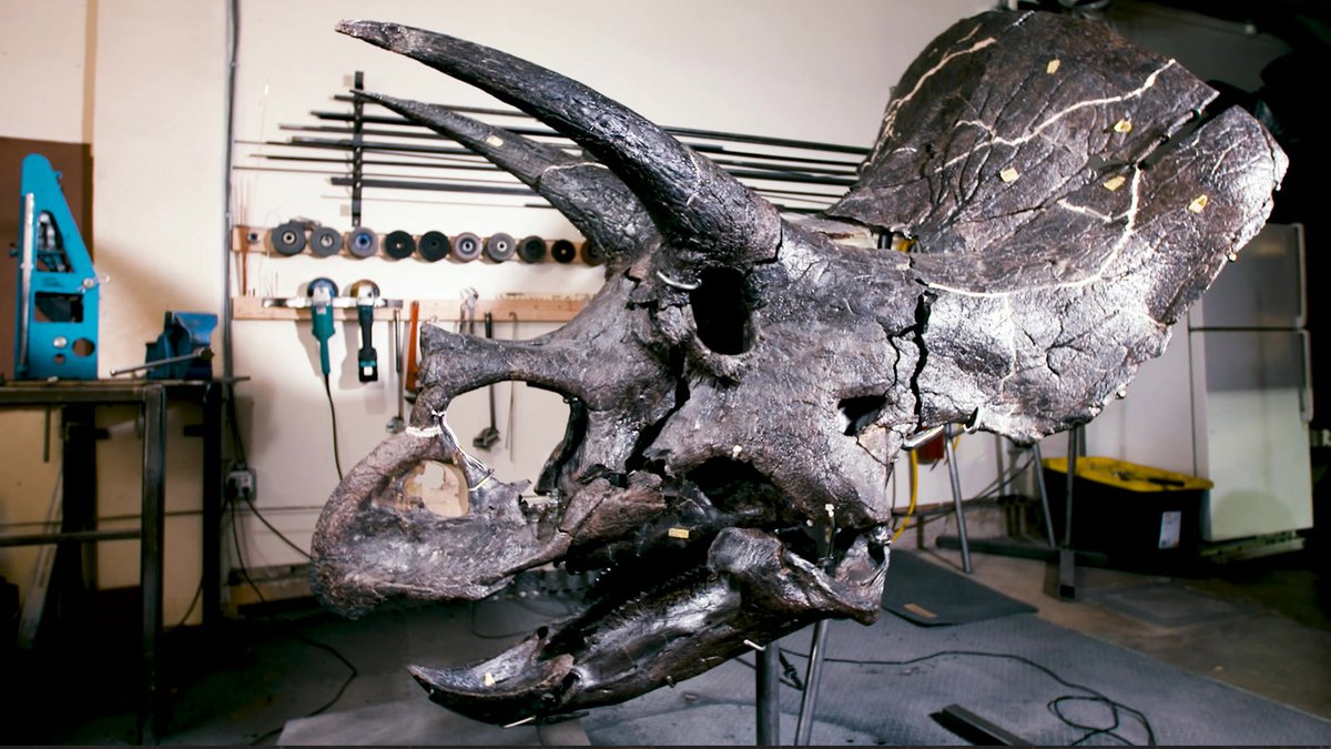 Museums Victoria tweet media