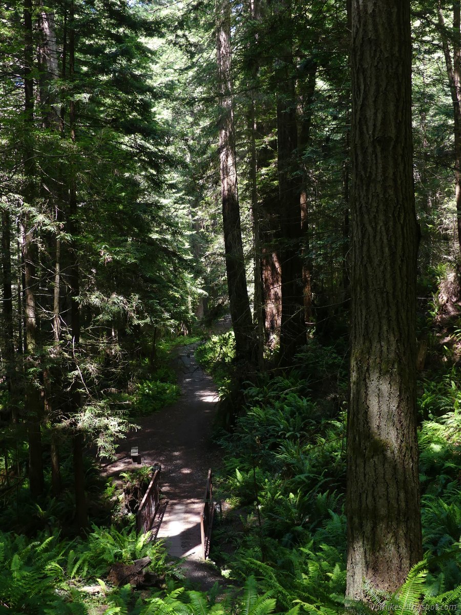 hikingchemist's tweet photo. I set out to #thruhike the #ArcataRidgeTrail as best I could. (It's only about 5.5 miles including the detour required since it isn't quite done yet.)
https://t.co/A8nxK4YkUa

#hiking #dayhike #ArcataCommunityForest #Arcata #Humboldt #California #outside #nature #redwoods https://t.co/chLKvLRry4