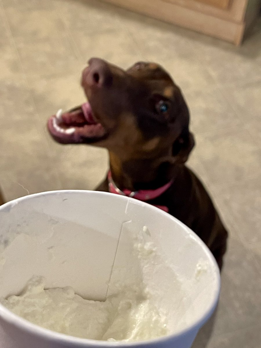 CassandraB2018's tweet photo. She love pup-cup. 
@dunkindonuts @dog_rates https://t.co/rBvPkWKZRr