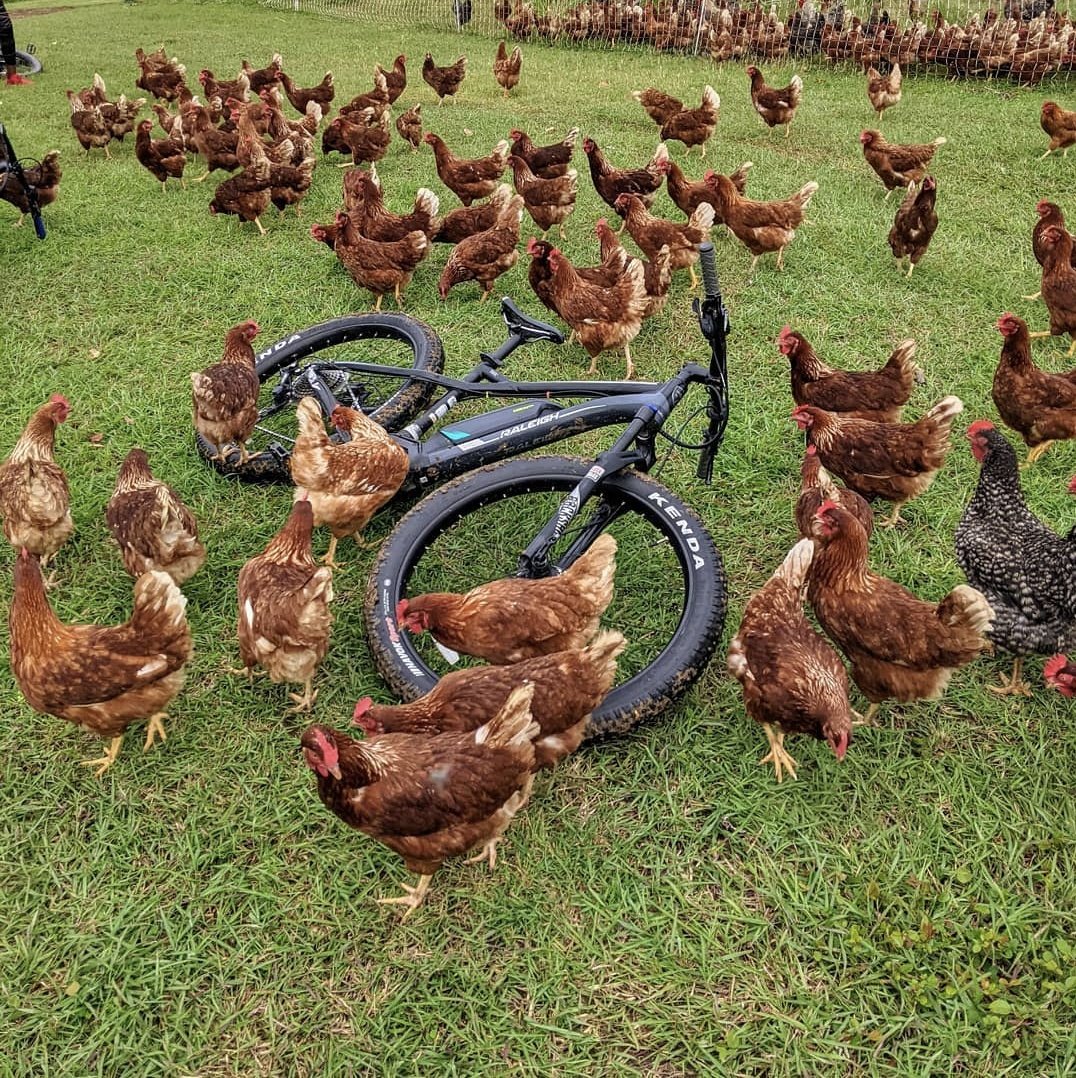 eBikeBarbados's tweet photo. LOOK AT ALL THOSE CHICKENS #barbados #thingstodoinbarbados #bajan https://t.co/zJBLTyFbvr