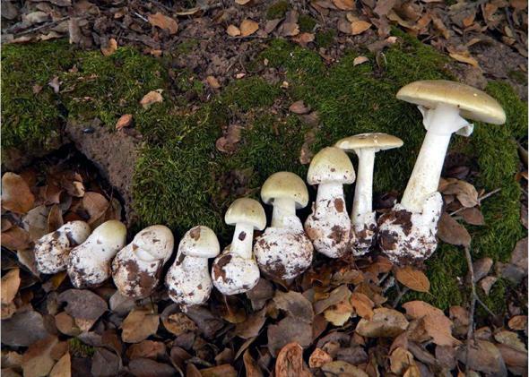 WBLMD's tweet photo. #Amanita phalloides toxin is not inactivated by heat. You can not solve the toxicity of this #mushroom by cooking it, aggressively or not. https://t.co/FStFcXw4EJ
