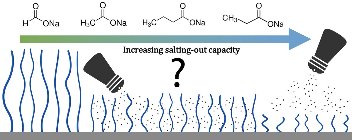 SWPrescott's tweet image. The finale: @_Hayden_R_ brings us interactions between short chain fatty acids and polymer brushes, with a side-serving of seaweed!
@UON_research with @ANSTO @UNSWChemEng @IJGresh @andyfaff @kasimirgregory @Ed_Johnson_Aus
#SydneySoftSurfaces