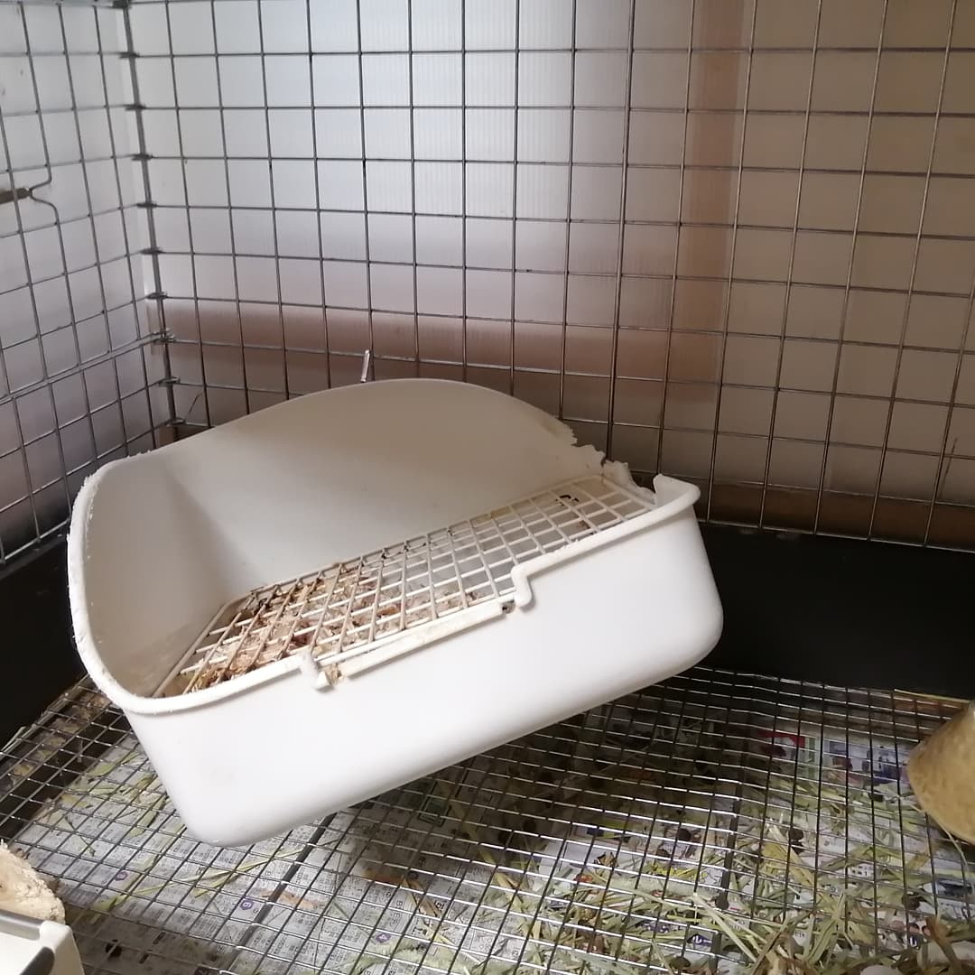 ট ইট র うさぎ専門店うさぎのまんま トイレ掃除をしようとするとトイレに座り込むのは うさぎ あるあるだと思いますが ぽん母さんは潜り込みます そして 掃除後トイレを取り付けようとすると そこに立てこもるのもうさぎあるあるでしょうか うさぎある ট ইট র うさぎ専門店うさぎのまんま トイレ掃除をしようとするとトイレに座り込むのは うさぎ あるあるだと思いますが ぽん母さんは潜り込みます そして 掃除後トイレを取り付けようとすると そこに立てこもるのもうさぎあるあるでしょうか うさぎある