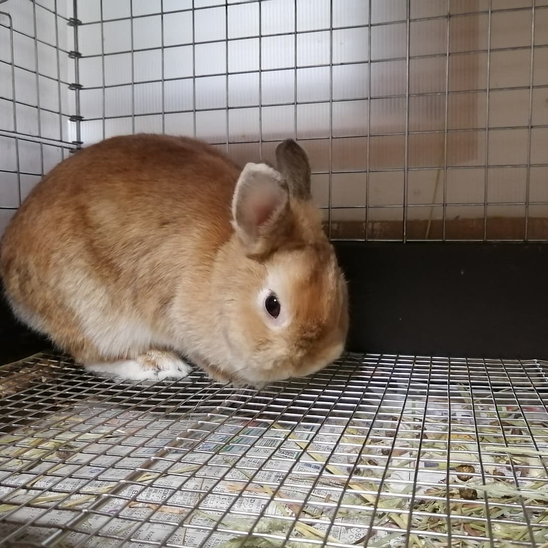 うさぎ専門店うさぎのまんま トイレ掃除をしようとするとトイレに座り込むのは うさぎ あるあるだと思いますが ぽん母さんは潜り込みます そして 掃除後トイレを取り付けようとすると そこに立てこもるのもうさぎあるあるでしょうか うさぎあるある うさぎ専門店うさぎのまんま トイレ掃除をしようとするとトイレに座り込むのは うさぎ あるあるだと思いますが ぽん母さんは潜り込みます そして 掃除後トイレを取り付けようとすると そこに立てこもるのもうさぎあるあるでしょうか うさぎあるある
