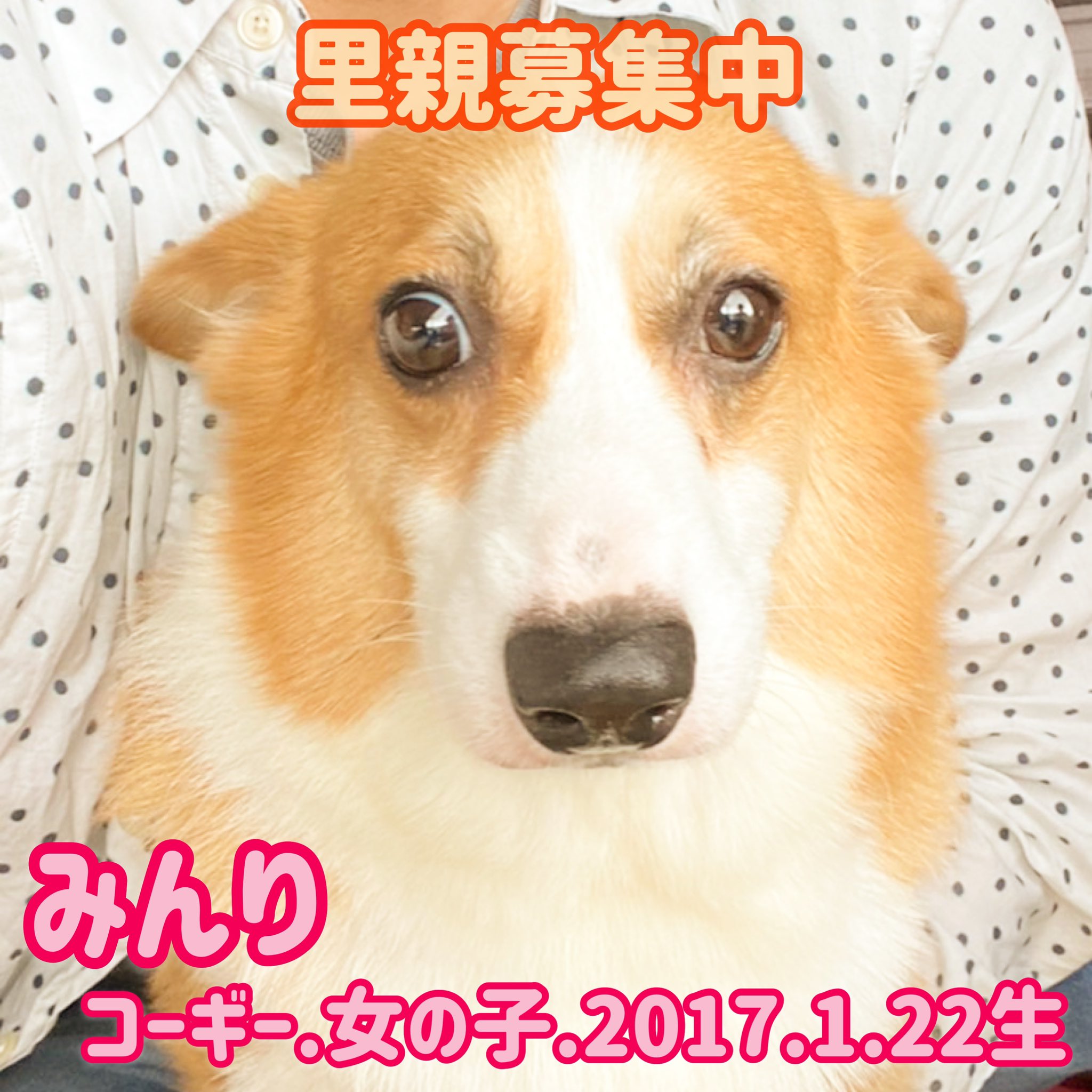 Izumi Izumiizumi626 Twitter