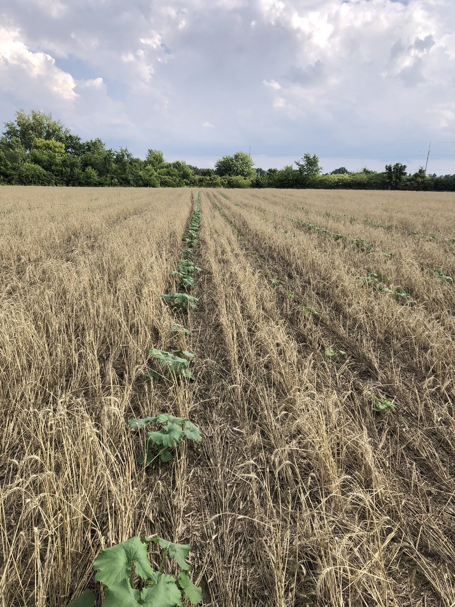 thebigyields's tweet photo. #pumpkinprogress 🎃 https://t.co/FpQDmc240O