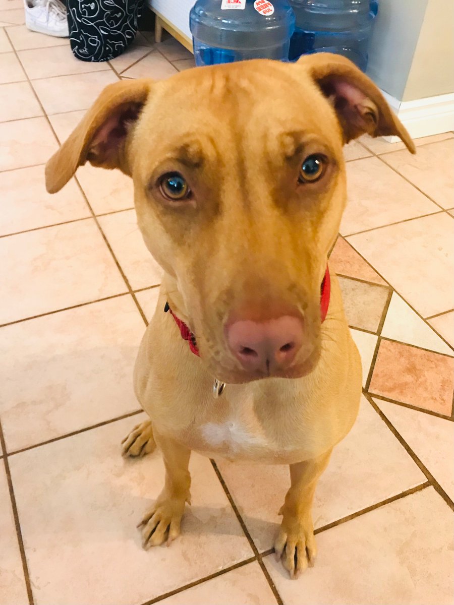 EEmberg5's tweet photo. Just to make us laugh, our little Mila will randomly turn herself into a Bobble Head! #ItsASkill #AnythingForAttention #HoneyIShrunkTheDog #RescueDog #MilaTheVizslaMix https://t.co/keX1esdSNP