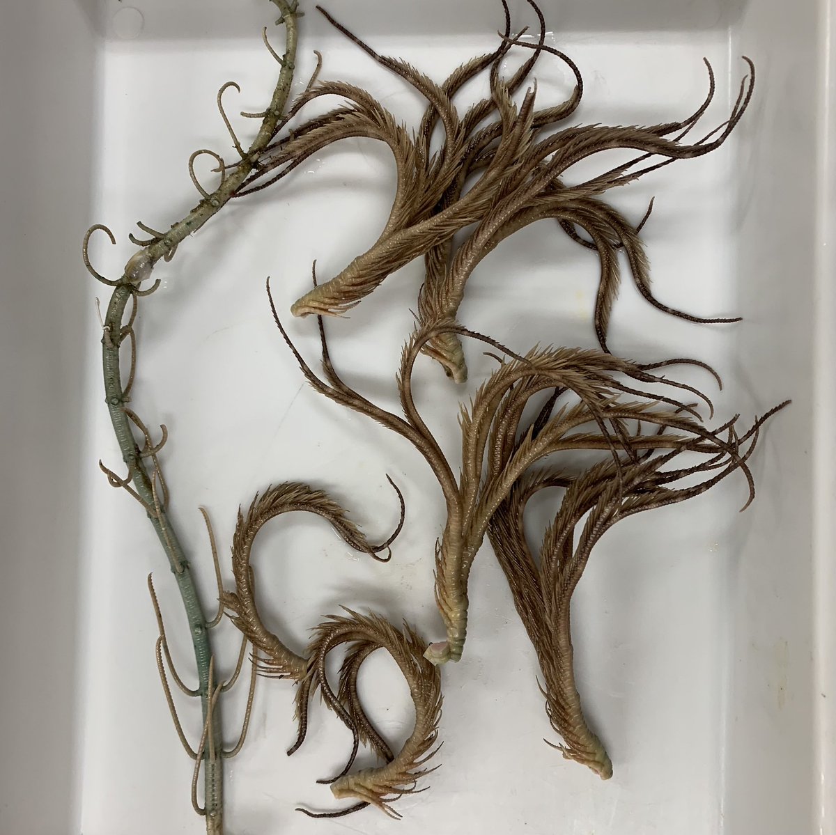 ウミユリ 化石 ウミユリ、サイフォクリニテス（Scyphocrinites elegans）の全身