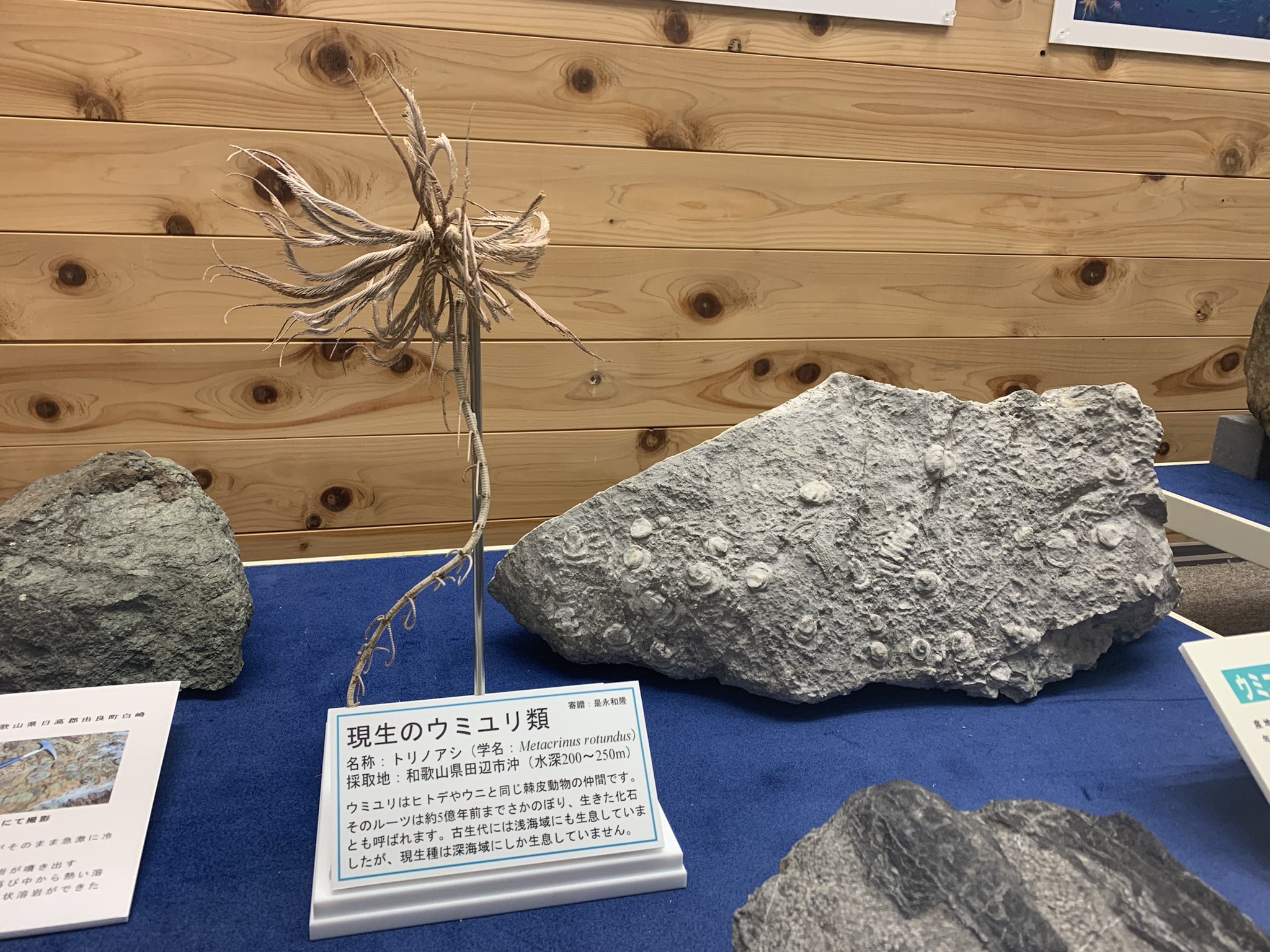 ウミユリ化石標本