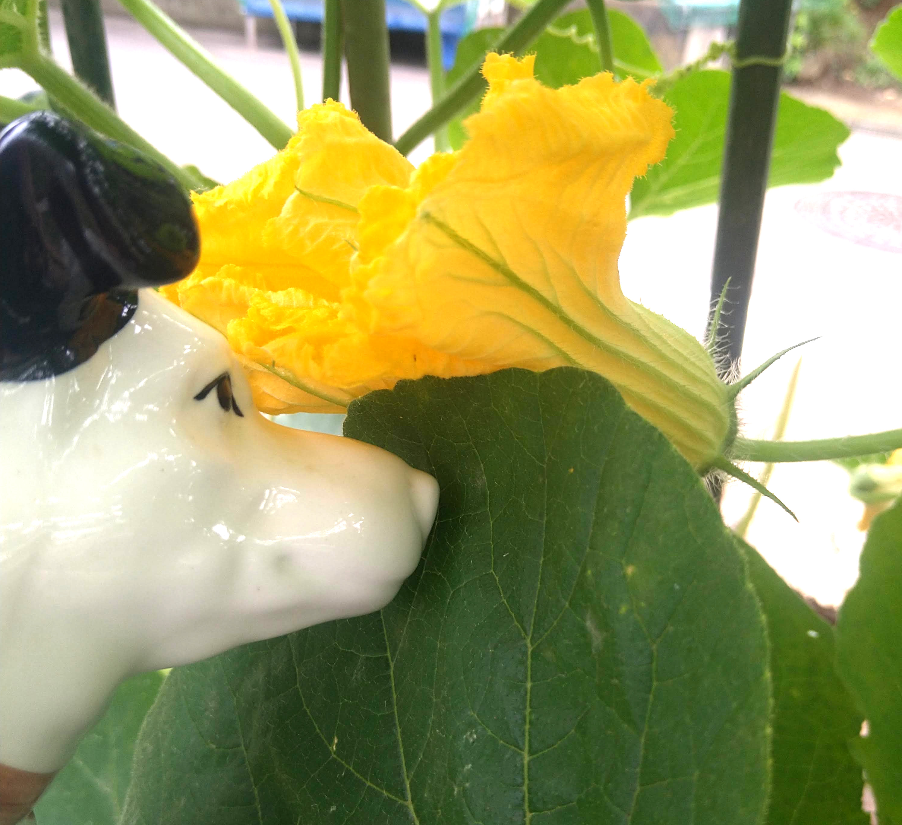 Victor Japan おはようございます 今週も クイズ からのスタートです この花は何の花でしょうか 大ヒント ウリ科の野菜の花 漢字で書くと 南 が付きます 正解は午後に発表します 今週もよろしくお願い致します 野菜