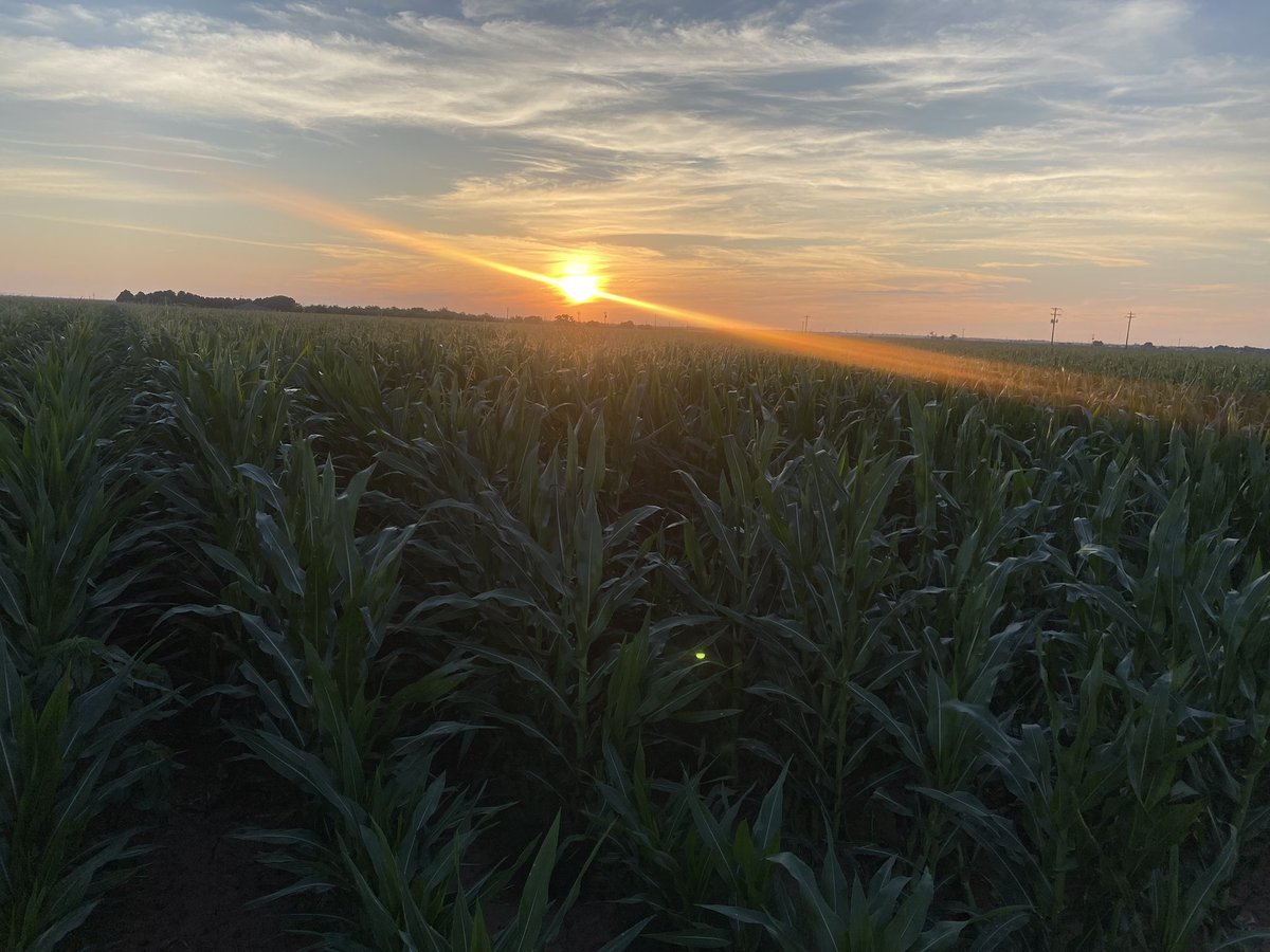 West Texas corn sunset #corn #dynagronation