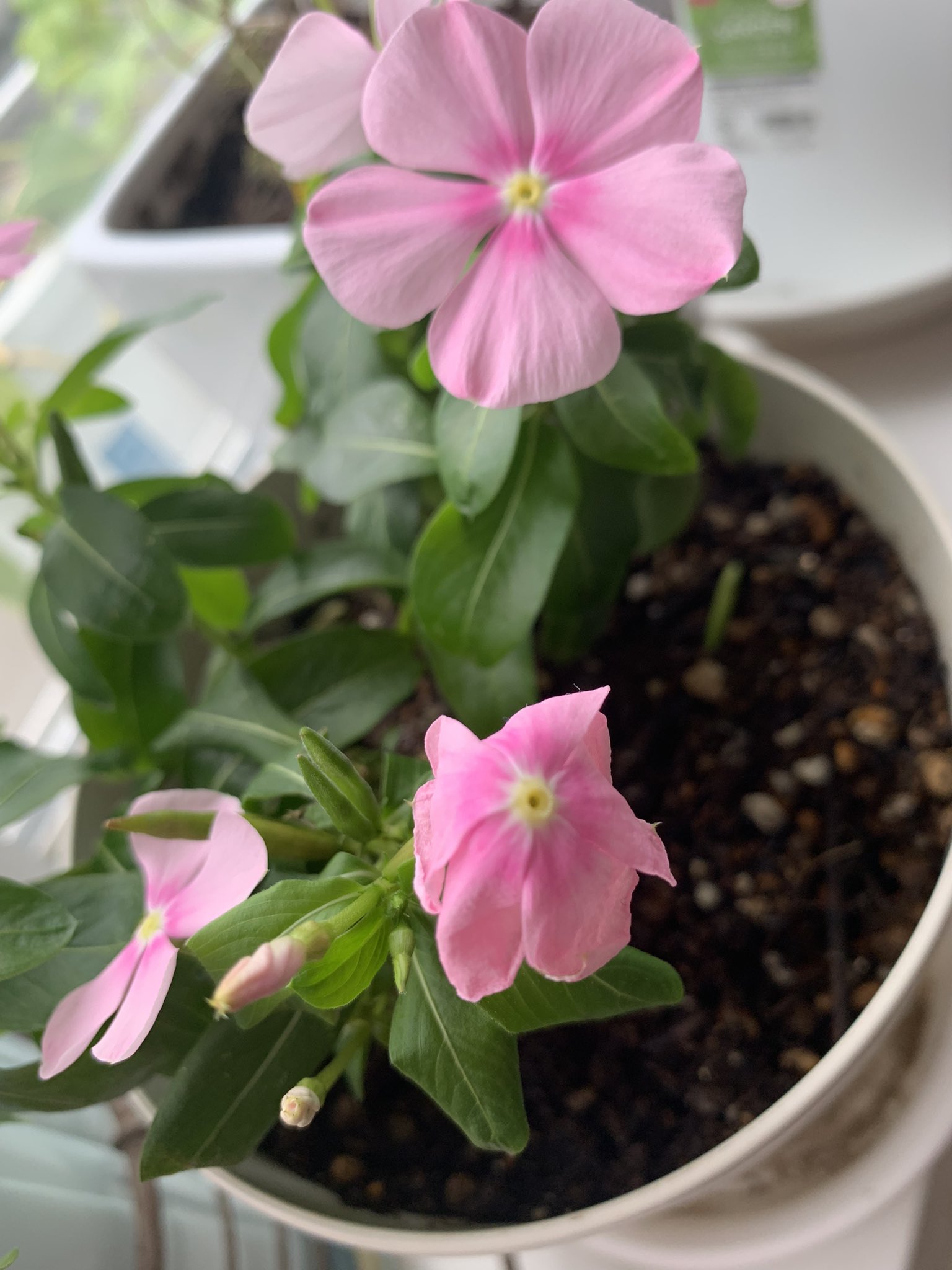 井上小百合 おはようございます 植物を育てるのが好きでして 先日この花が沢山種を落としたので 試しに別のポットに植えてみたらどんどん芽がでてきました𓆸 生命力すごい 感動 すこーしずつなんだけど 日に日に成長していくのが面白い
