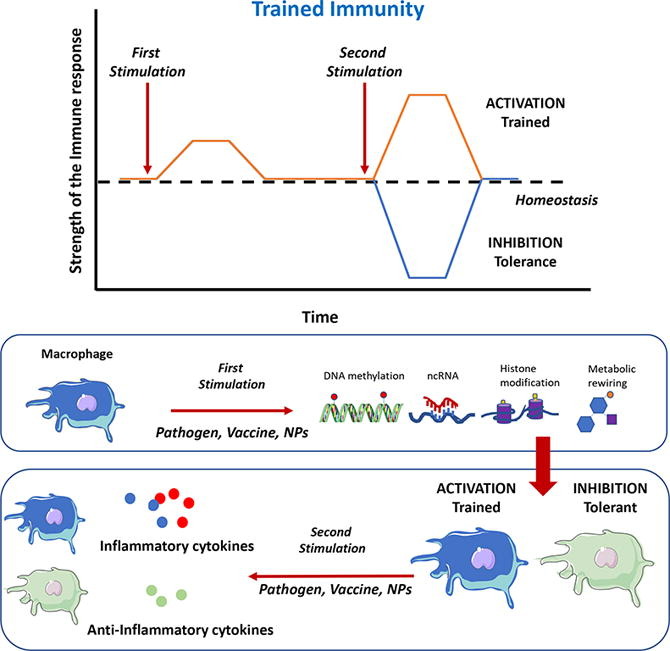 ADDReditors's tweet image. ADDR open access: &quot;Nanoparticles and trained immunity: glimpse into the future&quot;
By Susana Magadán &amp;amp; coworkers @uvigo 
#epigeneticreprogramming #nanomaterial 
doi.org/10.1016/j.addr…