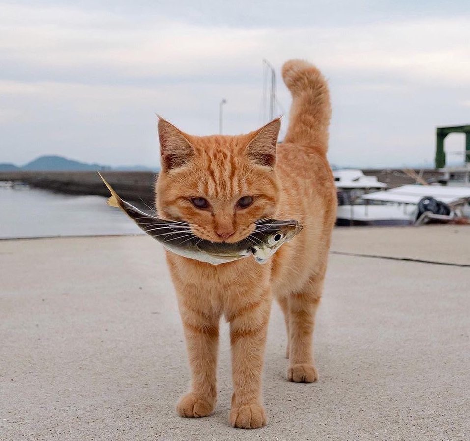 🐱🎣