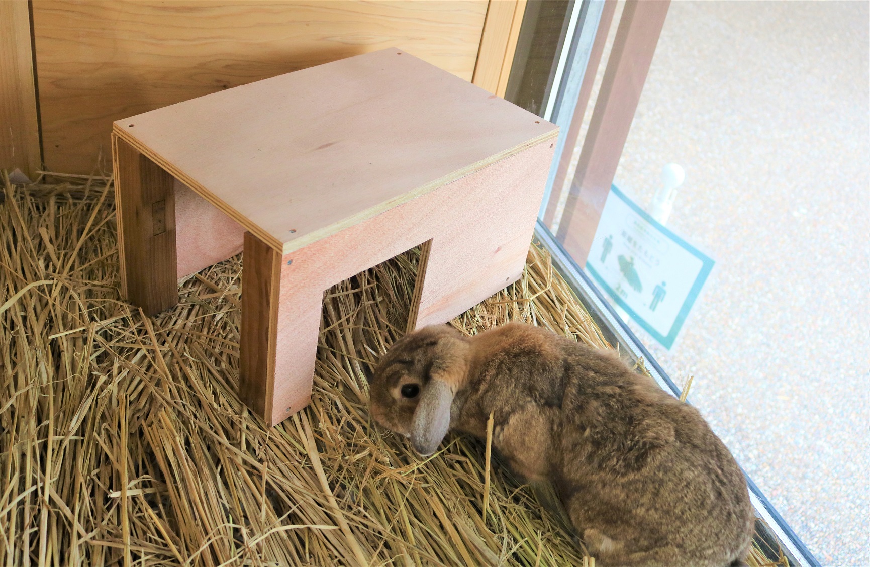 Twitter 上的 上野動物園 公式 カイウサギ の中でもとりわけ何かにもぐることを好む1頭のシェルター 隠れ家 を新調しました 展示当番日も非番日も このシェルターとセットで動きます 展示は交代制 非番日は別のウサギが見られます 子ども動物園すてっぷ Twitter 上的 上野動物園 公式 カイウサギ の中でもとりわけ何かにもぐることを好む1頭のシェルター 隠れ家 を新調しました 展示当番日も非番日も このシェルターとセットで動きます 展示は交代制 非番日は別のウサギが見られます 子ども動物園すてっぷ