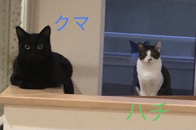 ペットシッター和ペット (@petsitterwapet) Twitter