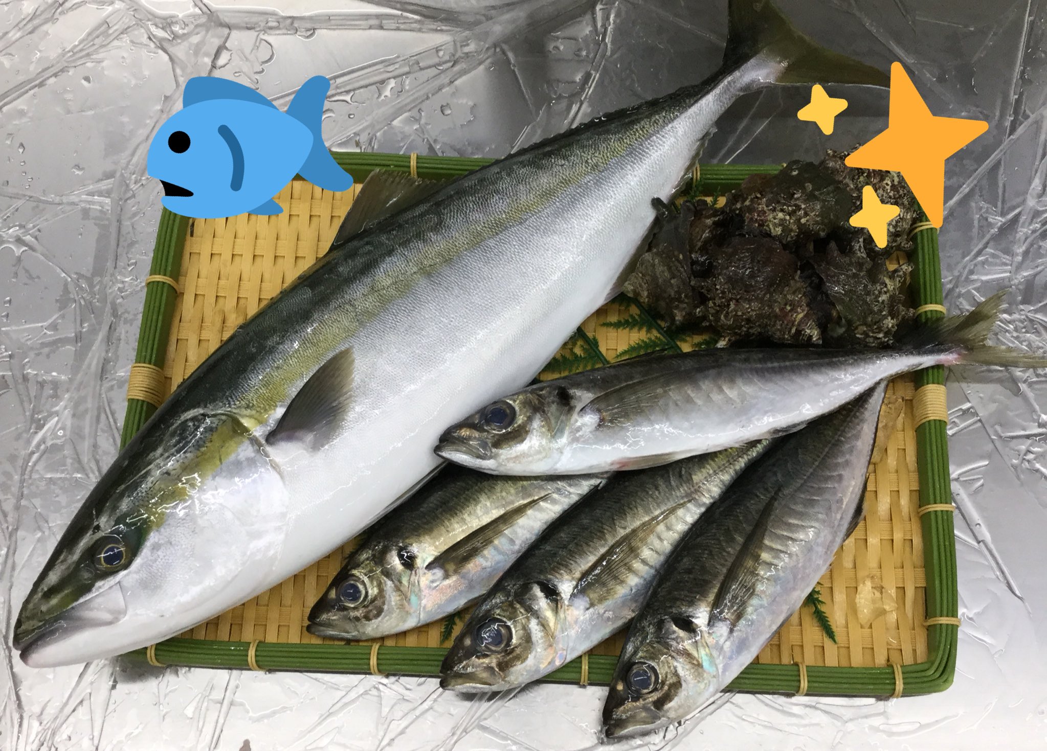 サミットストア新川崎店 横浜市場直送生鮮魚 横浜港 より水揚げされた 新鮮なお魚を 通常の納品ルートではなく 特別便にて いち早く店舗へお届け 本日は3 種類 まあじ 大 お刺身 塩焼き フライ わかし お 刺身
