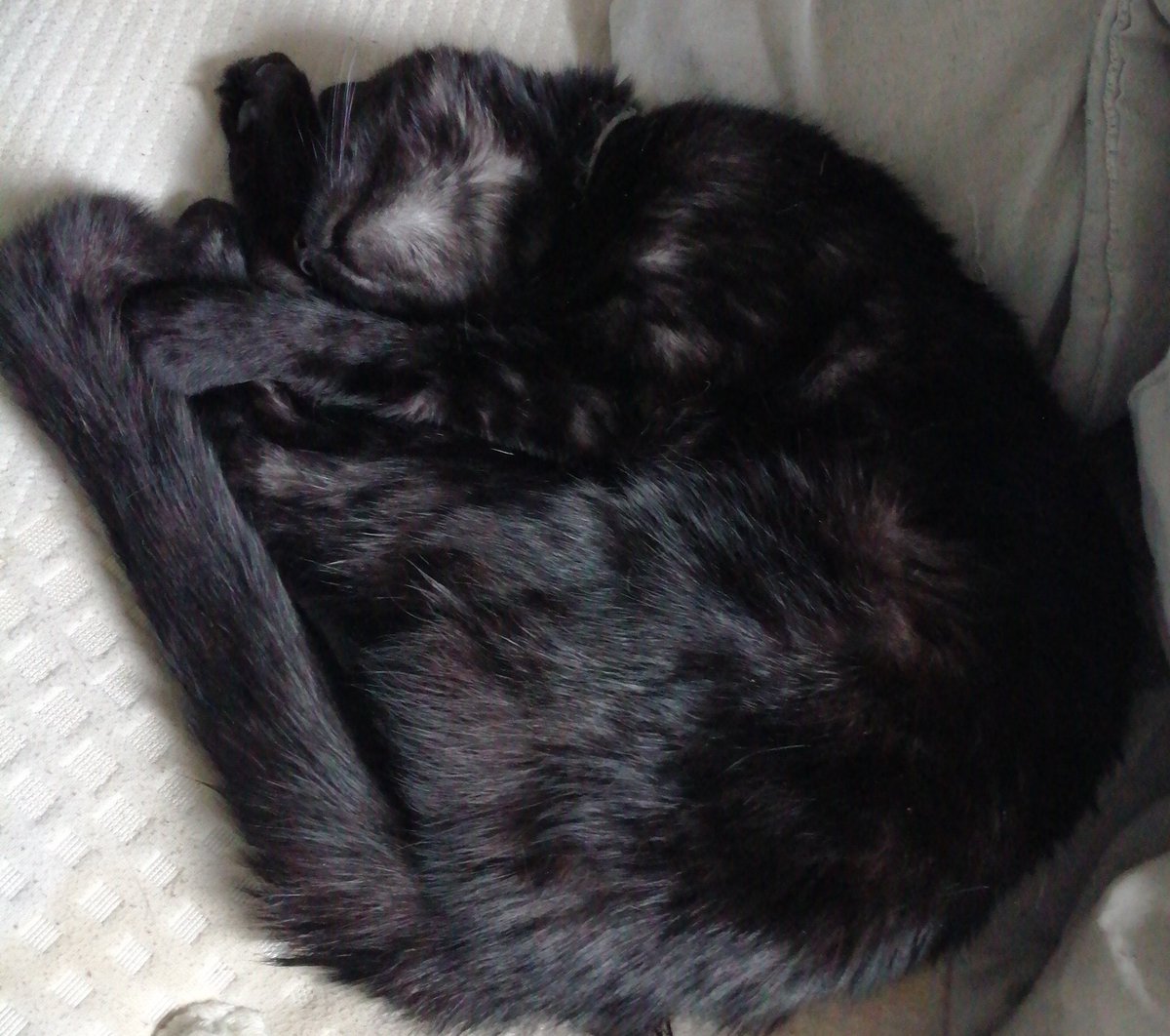 ash_chosen's tweet photo. This is my Cat his name is buddy :) I hope you all are having a great day remember you are loved and that you make people happy. https://t.co/GQ1iUYrKb4