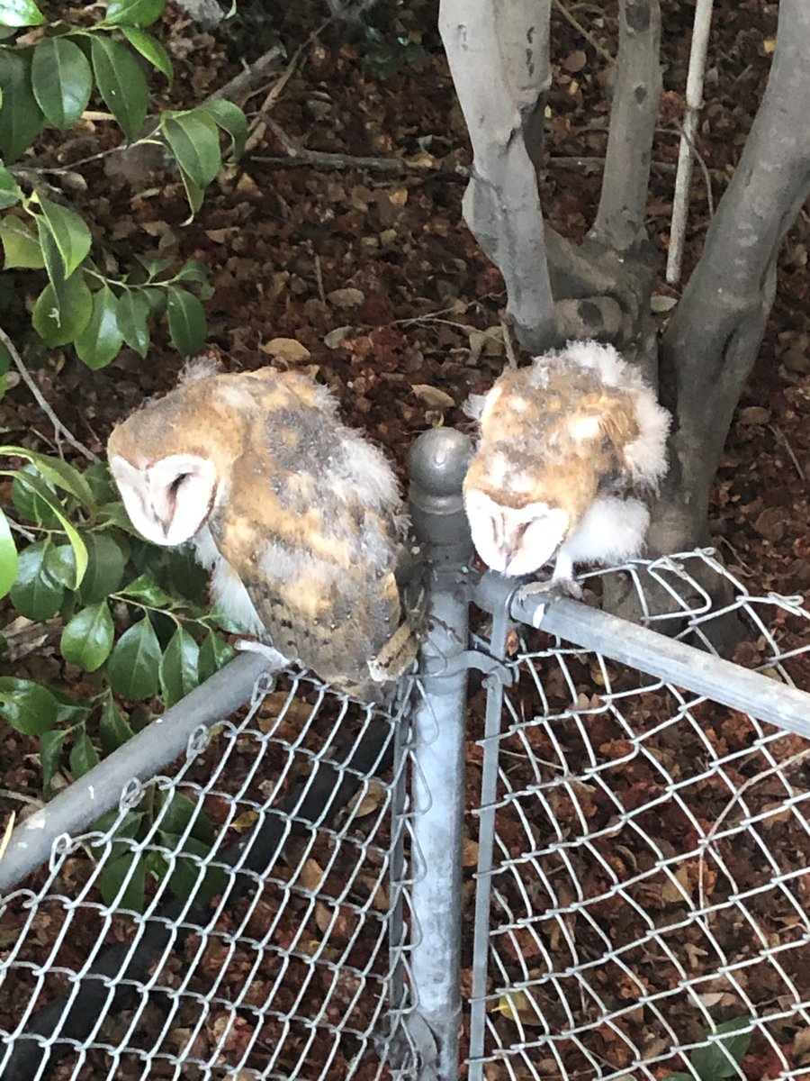 “Hello Mr. Deckard. Do you like our owls?”