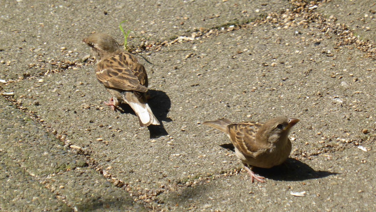 Nieuwe soort in de tuin gespot: de witstaartmus....🙂
#leucisme