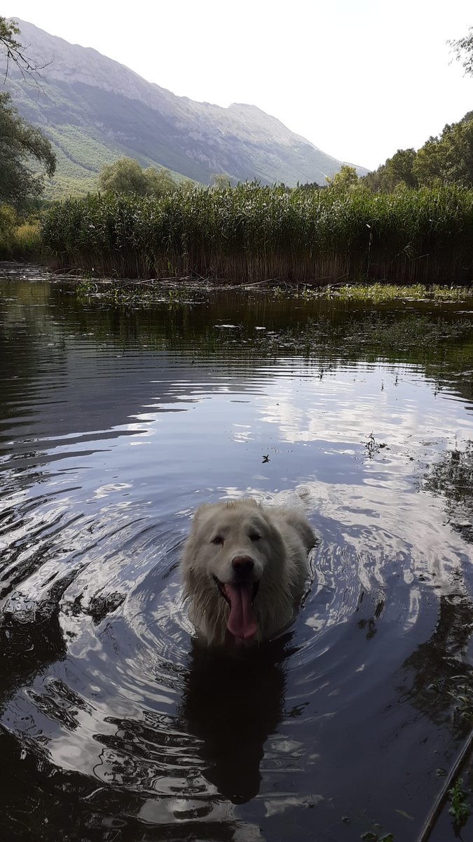 pazdek's tweet photo. Il mio cane combatte la calura così.
In Abruzzo. 😂😘😍💪⛰️😎❤️
#abruzzo #Majella #Montagna #Haky #Pastoreabruzzese #9luglio #Cane #lago #dog #natura #Caldo #rinfrescarsi #estate https://t.co/sGgT5h1rE4
