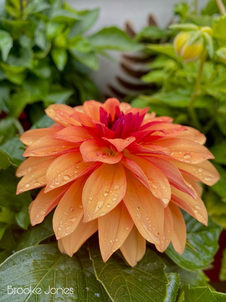 Really NEET Project tweet media