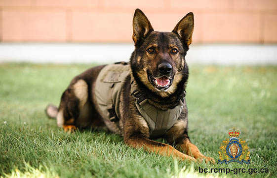 CityNewsVAN's tweet photo. ICYMI: A "confrontation" in Campbell River resulted in the death of a man and a police service dog Thursday, according to the RCMP https://t.co/MGvNhs4qJm https://t.co/vShmv0bCWc