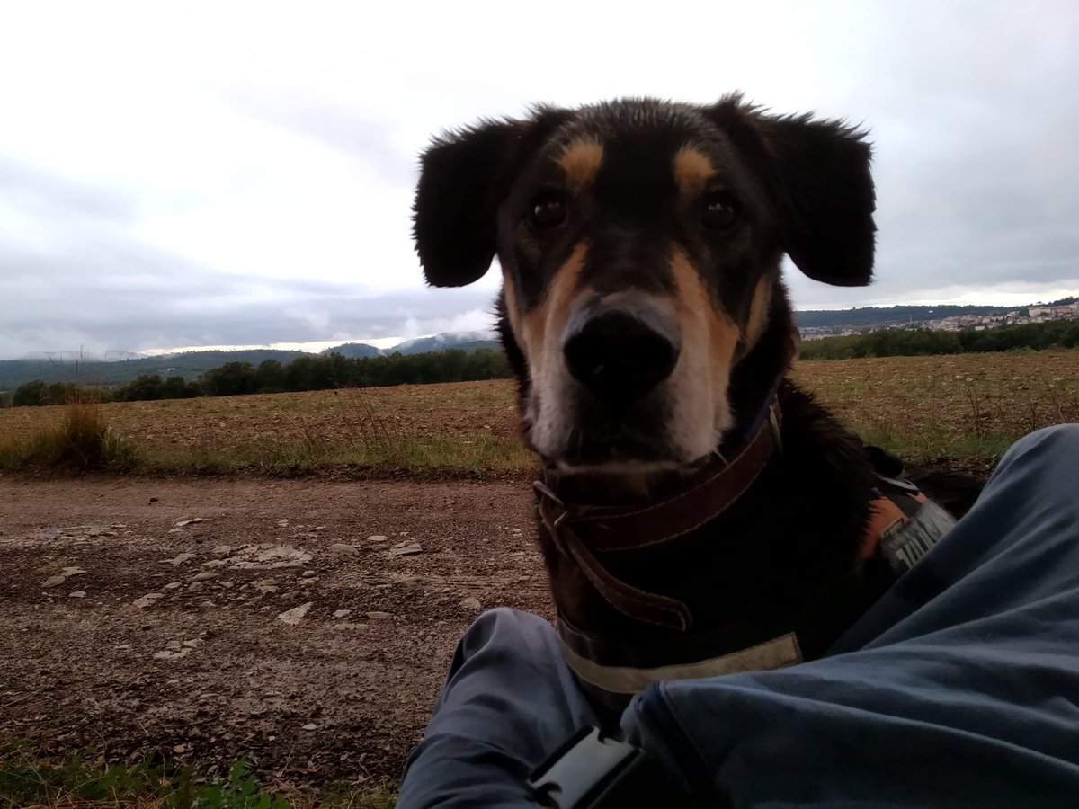 EL CHINO NECESSITA ACOLLIDA/ADOPCIÓ SOLIDÀRIA⚠️
Busquem casa pel Chino a causa d’uns tumors a la boca que podrien suposar una malaltia terminal
Aquests tumors no són operables;no té un bon pronòstic.
No volem que passi el final de la seva vida en una gàbia💔
No és apte amb gossos
