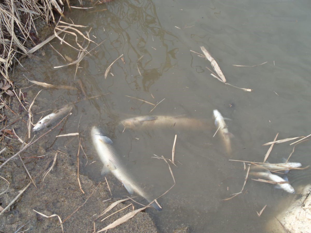 GomrukAkademiya's tweet photo. #Armenia «kills» the rivers flowing to #Azerbaijan – the heavy metals content is going off the scale. Armenia, from where the majority of rivers flow into the territories of Azerbaijan haven't joined the #HelsinkiConvention on Transboundary Watercourses.#Ecoterror #Ecocide 
@UNEP https://t.co/sGSukut1Rl