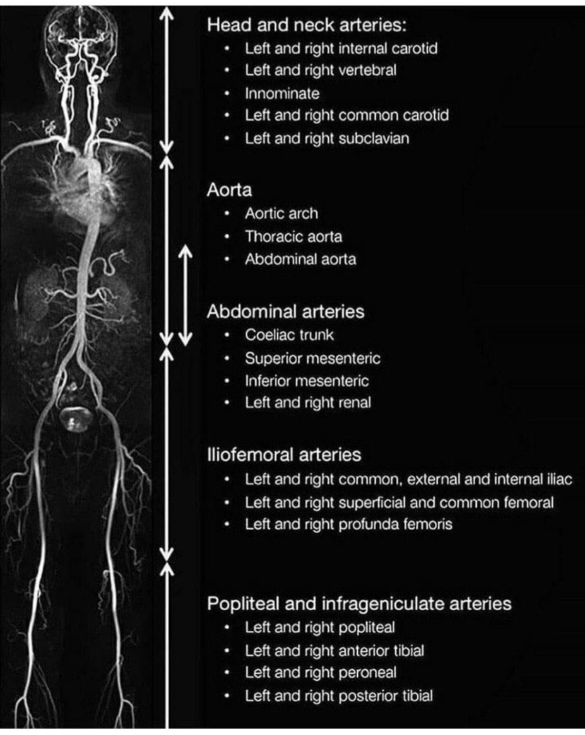 TripleE_KSA's tweet photo. Common arteries that seen with the contrast 🤩 !

#Radiology https://t.co/1didiXUp6v