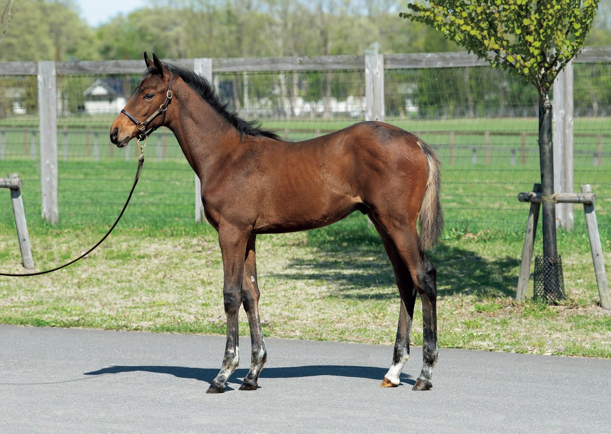 サラブレッドマーケット セレクトセール上場 半姉ミッキークイーンは オークス G1 秋華賞 G1 の勝ち馬 ミュージカルウェイの21 牡 当歳 父 リアルスティール 母 ミュージカルウェイ 母父 Gold Away 生産者 ノーザンファーム 詳しくはコチラ