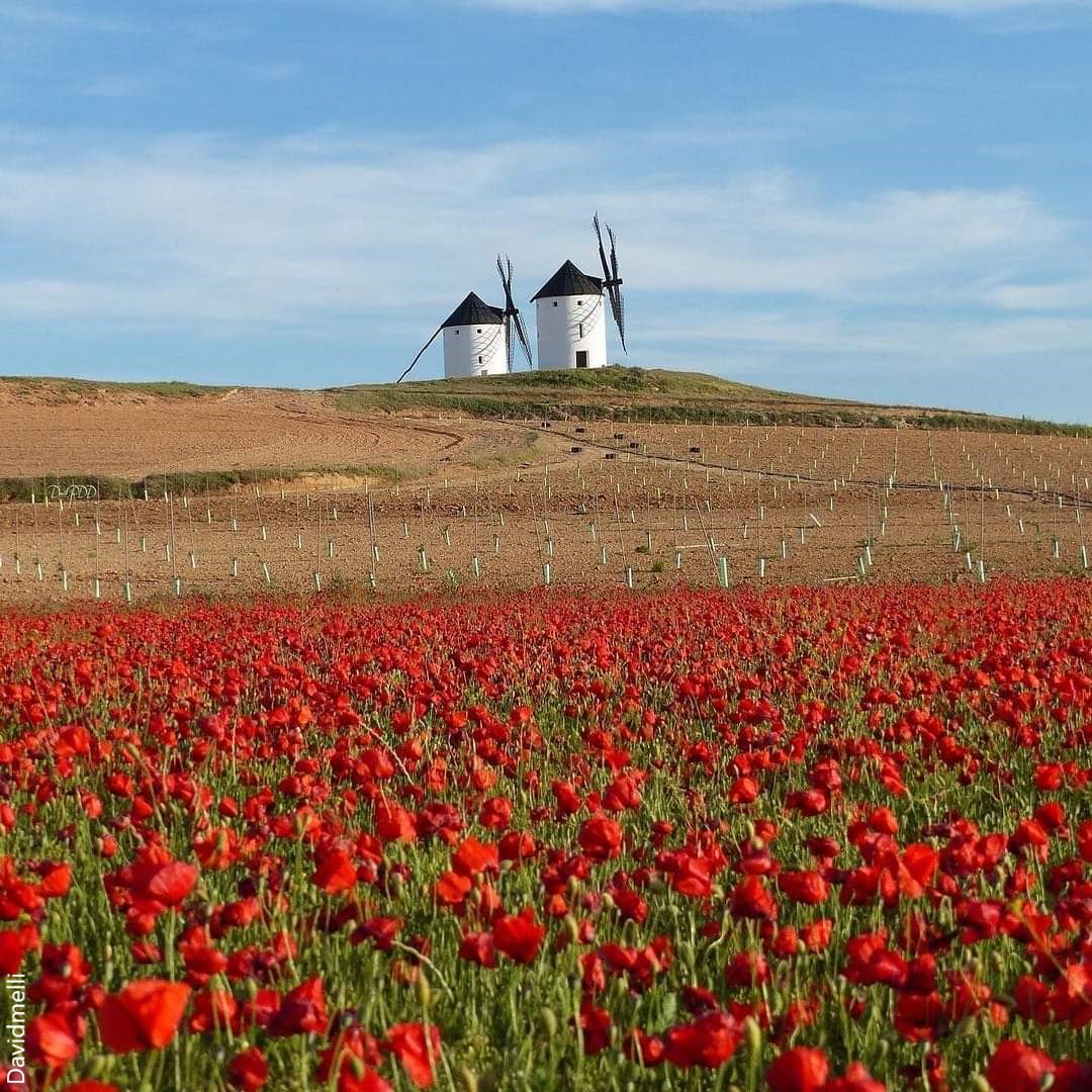 I do not love you 
except because I love you
I go from loving to 
not loving you
From waiting to 
not waiting for you

P a b l o N e r u d a

#viernesdearte