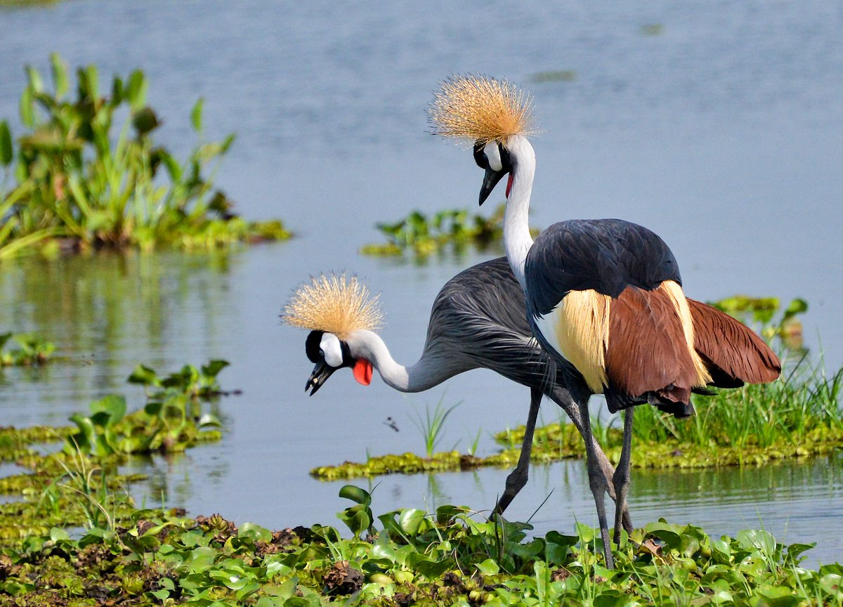 BHI_GLOBAL's tweet photo. #Wetlands are disappearing at an alarming rate yet they are the biggest biodiversity hotspots worldwide.🐢🐌🐬🐙🦋🍄
 Protecting them is vital for a #sustainable future and therefore we should prioritize conserving and restoring them. #StopWetlandDegredation #SaveOurSpecies https://t.co/VAbTkgQkuX