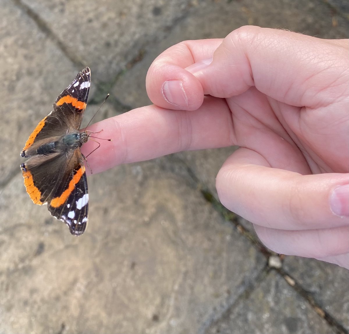deanoburns's tweet photo. @CBeebiesHQ in an eerie parallel to today’s episode of Bing, I also had a butterfly trapped in the kitchen. Fortunately, my story had a happier ending and this little fella flew free, and I didn’t need to bury him in the garden with some paintings #itsabingthing https://t.co/1VSNsXOUx7