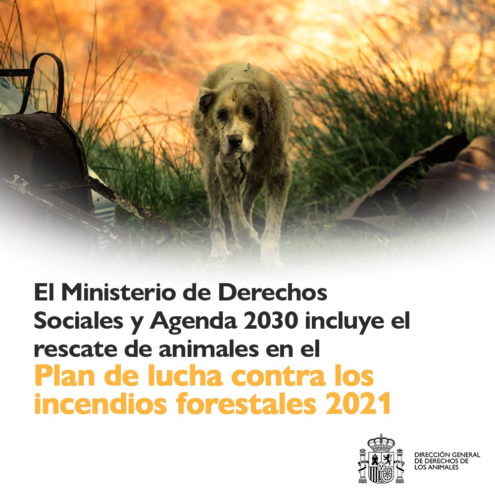 🐾 <a href="/MSocialGob/">Ministerio de Derechos Sociales, Consumo y A2030</a> ha conseguido que, por primera vez, el Plan de actuaciones de prevención y lucha contra los incendios forestales incluya el rescate de aquellos animales que se vean afectados por el fuego es te verano, cuyas actuaciones serán coordinadas por <a href="/AnimalesGob/">D. G. Derechos Animales</a>

HILO ⤵️