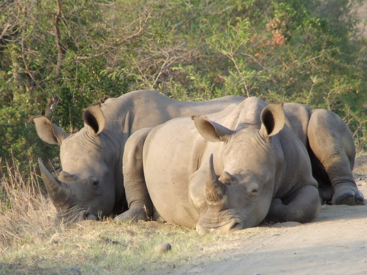 SafariKZNMark's tweet photo. Great things come in pairs, but from a single animal to a crash, appreciate each &amp; every one. #RhinoFriday #rhinos  #wildlife  #Safari  #SouthAfrica https://t.co/GmzFAmcmXZ