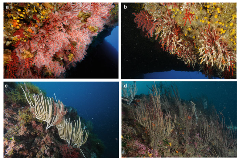 JGarrabou's tweet photo. The 📘 "Ecosystem collapse and #ClimateChange" is out! 

🔗https://t.co/hXPR85U8ff

Our📖summarizes +20 years research on how #OceanWarming is dramatically transforming Mediterranean coralligenous habitats

📢Frankly, I wish I had never to write this chapter!

#TimeForAction https://t.co/tDkPN3mMnu