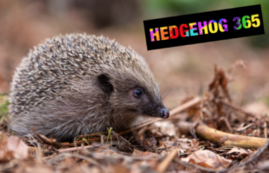 HedgehogGrace's tweet photo. If you are enjoying feeding your gorgeous pricklies now they are out of hibernation, remember to keep it up 365 days of the year! https://t.co/r6wMPYx42A #projectamazinggrace #gracesfivepointcharter #greatbritishhedgehogsurvey #hog365 https://t.co/Uq3p31fCoc