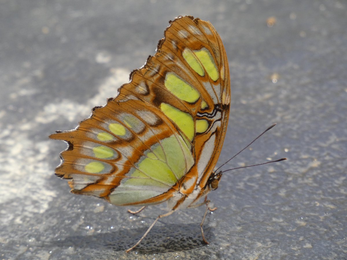 caseyremy's tweet photo. Butterflies from SOAR at @scbgarden https://t.co/YEdmkAfMYM