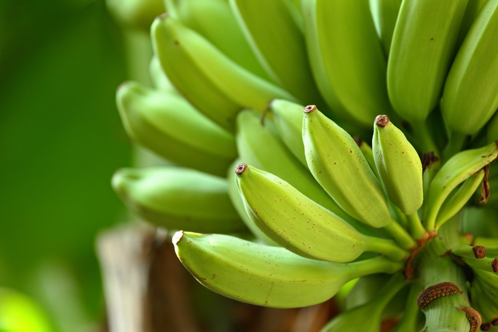 IntelloLabs's tweet photo. Manual #qualityprocesses leave teams in the middle of the indecision zone.
🔎Did the human eye measure the #banana diameter accurately?
🔎Did the 🍌color match the exact specifications of the buyer?
Read how #AI helps you make accurate decisions: https://t.co/lXXta64hGV https://t.co/DWvYJ9A2MT