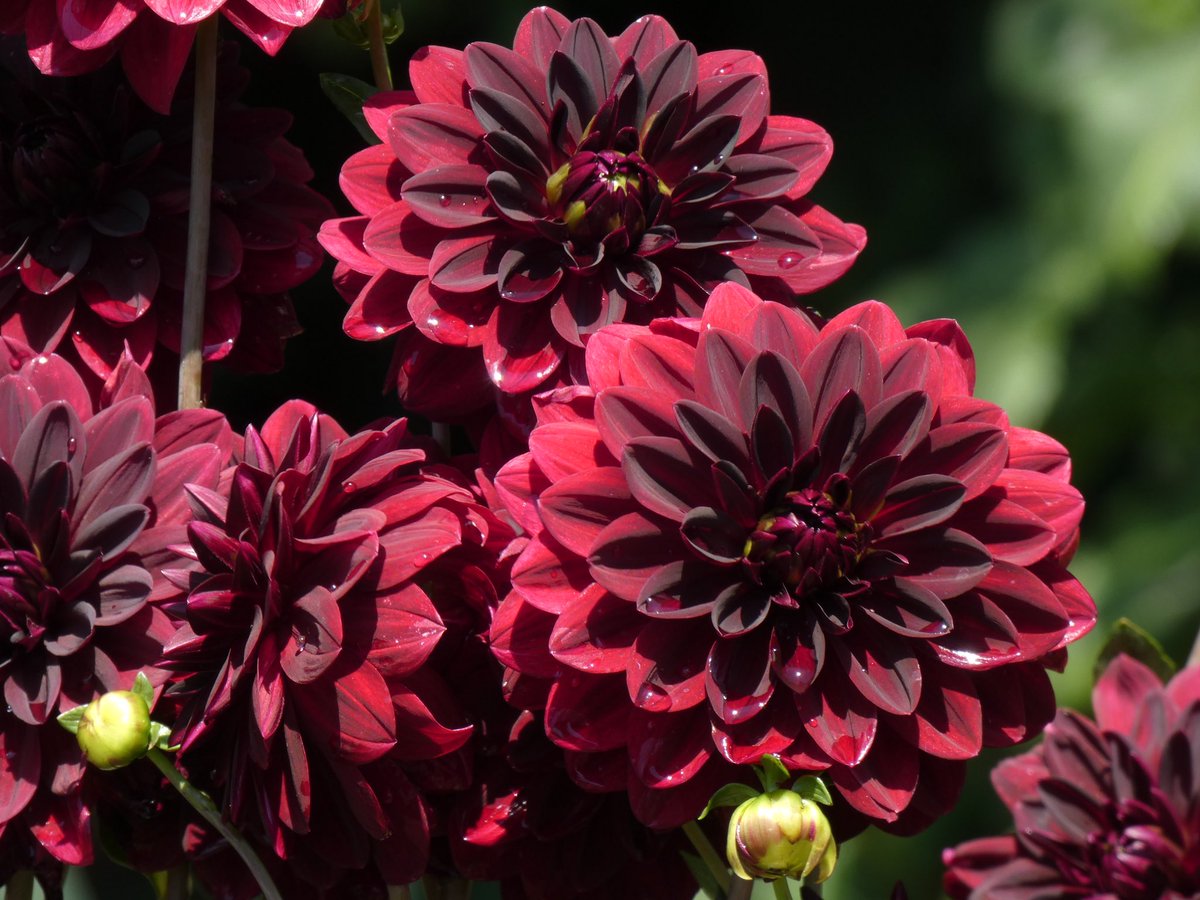 caseyremy's tweet photo. Some of my favorite photos from my most recent trip to @scbgarden https://t.co/8dYj5utTw9