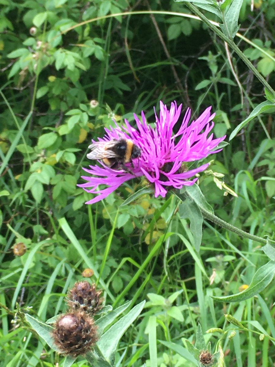 ben_keylock's tweet photo. Purple and mauve day at #westhagbourne 

@NearbyWild 
@UKNatureAware 
@NatureUK 
@Britnatureguide 
@iNatureUK
@WoodlandTrust https://t.co/Ugb9tt37Wj