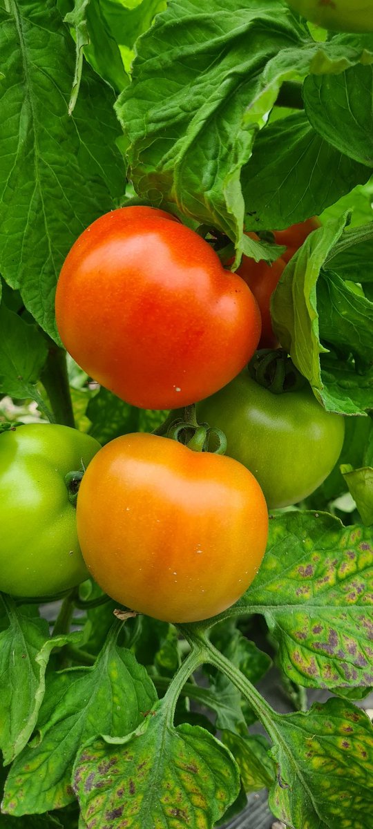 SChadignac's tweet photo. Elles sont belles hein nos tomates ? https://t.co/TOvyM0NolK