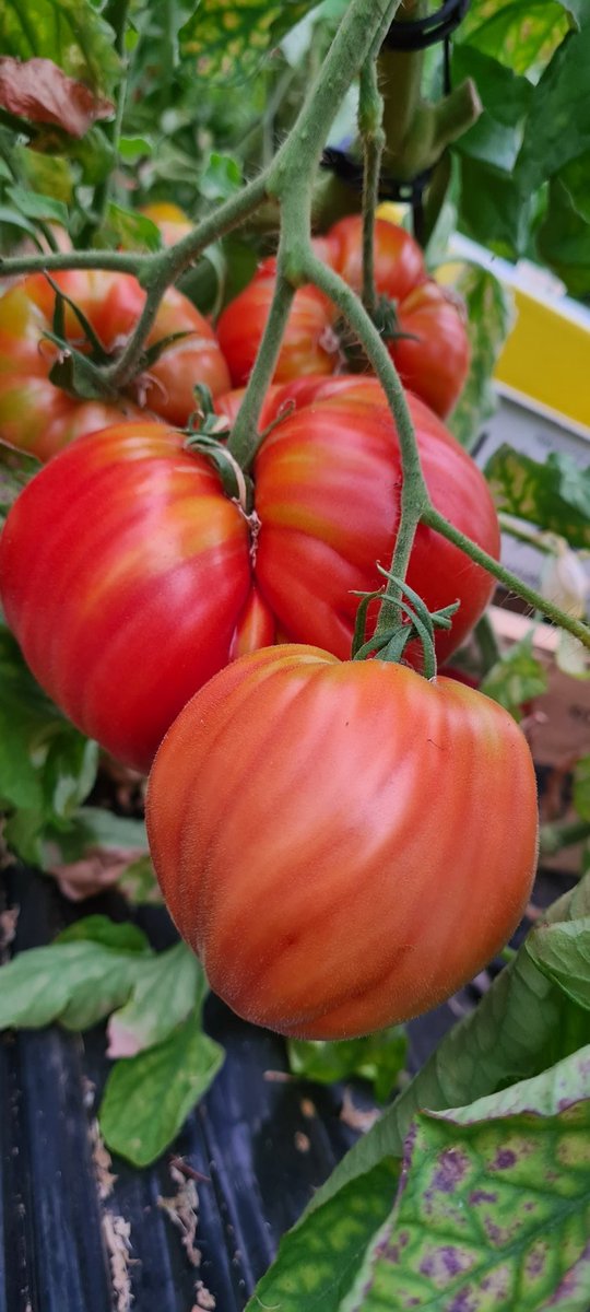 SChadignac's tweet photo. Elles sont trop belles même https://t.co/xvDesUB1Nx
